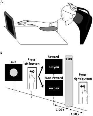 Changes in Magnitude and Variability of Corticospinal Excitability During Rewarded Time-Sensitive Behavior